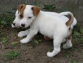 /album/fotogalerie/pupps-079-jpg/